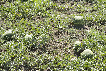 Image showing Water-melon field