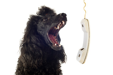 Image showing poodle and phone