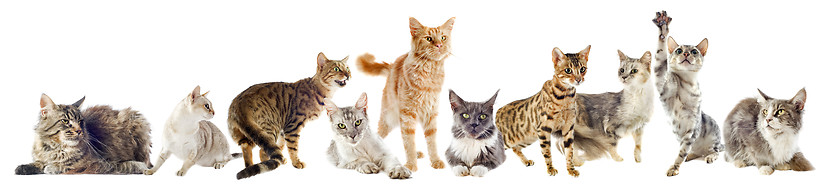 Image showing group of cats