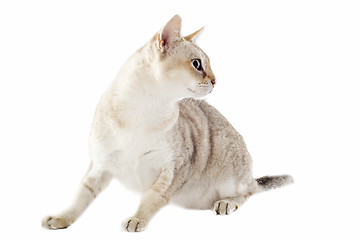 Image showing singapura cat