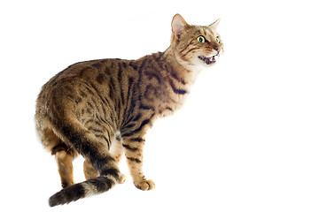 Image showing bengal cat