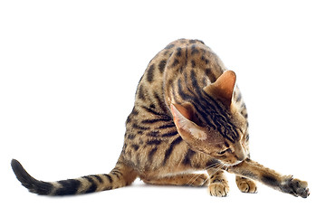 Image showing bengal cat washing