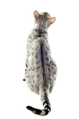 Image showing back of bengal cat