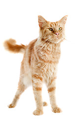 Image showing ginger maine coon cat