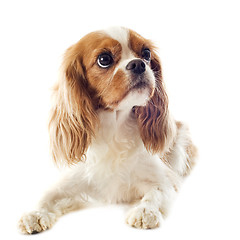 Image showing cavalier king charles