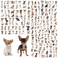 Image showing group of chihuahuas