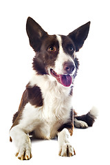 Image showing border collie