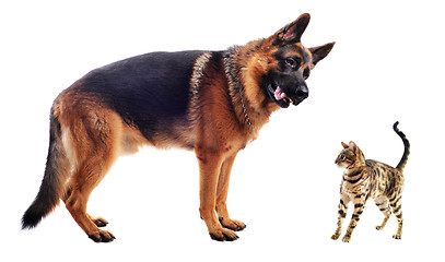 Image showing german shepherd and kitten