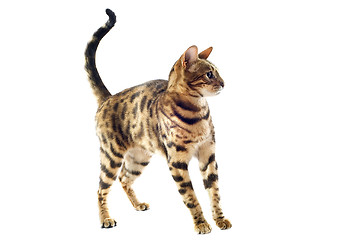 Image showing bengal kitten