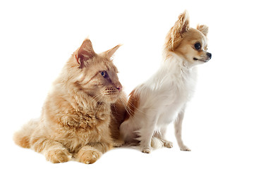 Image showing maine coon cat and chihuahua