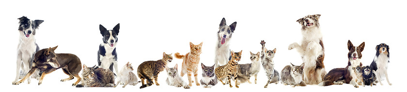 Image showing group of pets