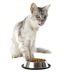 Image showing maine coon cat and cat food