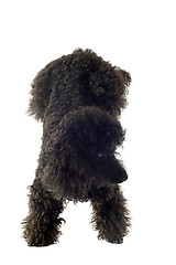 Image showing poodle acrobat