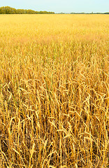 Image showing wheat field