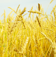 Image showing wheat field