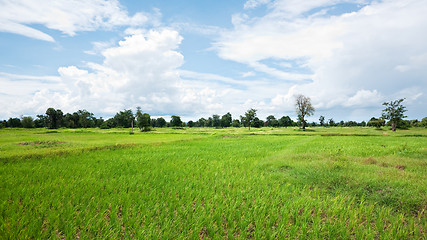 Image showing Rice field in Cambodia