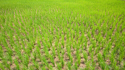 Image showing Dried out rice field in Cambodia