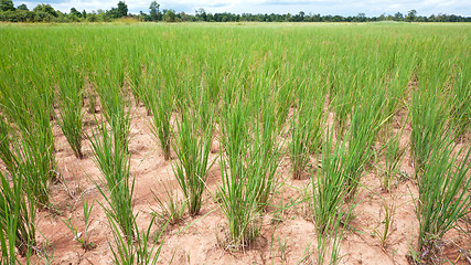 Image showing Dry rice field in Cambodia