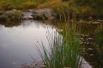 Image showing Small pond