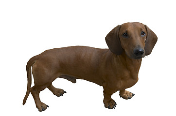 Image showing pretty dachshund