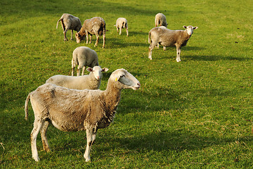 Image showing sheeps in the green grass