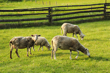 Image showing sheeps in the green grass