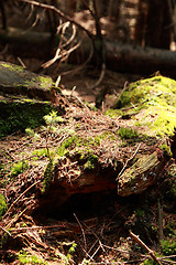 Image showing nice forest background