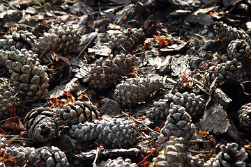 Image showing pine cones background