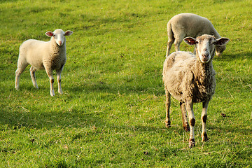 Image showing sheeps in the green grass