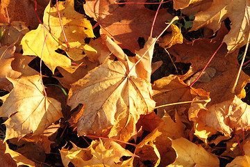 Image showing autumn leaves 