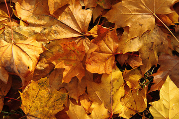 Image showing autumn leaves 