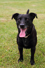 Image showing black dog in the green grass