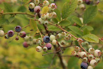 Image showing blueberries background