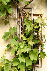 Image showing wine leaves on the old windows