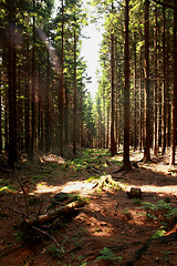 Image showing nice forest background