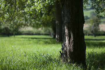 Image showing Apple tree orchard in lush countryside