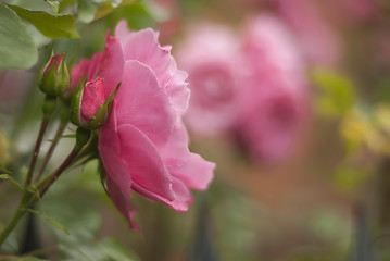 Image showing DSC_0197-pink-roses-june-012