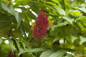 Image showing Staghorn Sumac