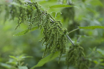 Image showing A Stinging nettle -Urtica dioica,  loaded with seeds