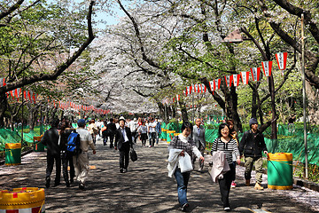 Image showing Tokyo - cherry blossom