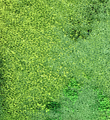 Image showing green foam background