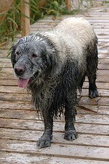 Image showing Fun golden retriever dog has been in the mud