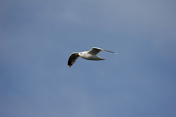 Image showing seagull 