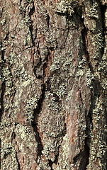 Image showing pine bark 