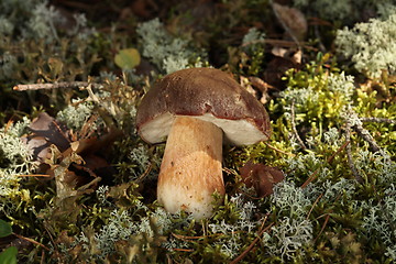 Image showing Porcini