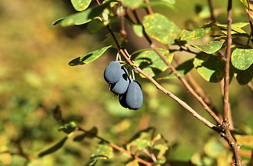 Image showing Forest blueberry  in nature