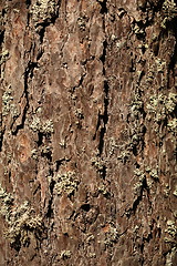 Image showing pine bark background