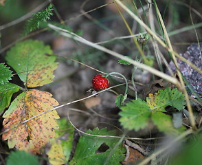 Image showing wild strawberry in nature