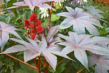 Image showing Castor Bean plant flowering