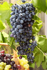 Image showing Grape harvest.